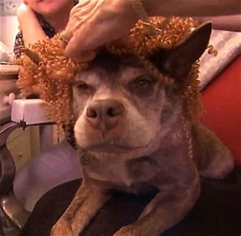 World's ugliest dog named Quasi Modo gets a makeover on Jimmy Kimmel ...