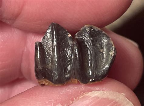 peace river small unknown tooth fossil id  fossil forum