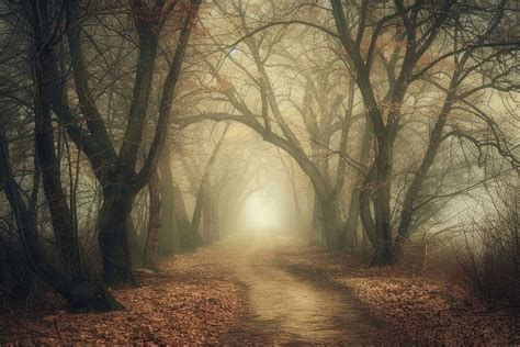 Scary forest path tree fog. | Free Photo - rawpixel