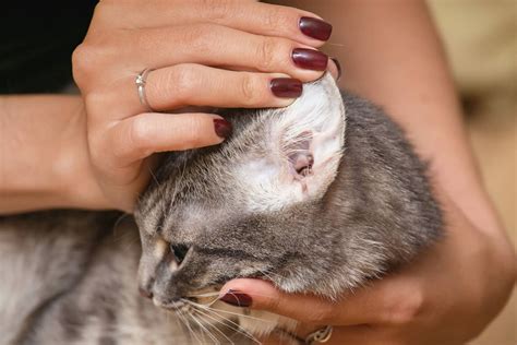 Pawfectly Pained: Signs Your Feline Friend Has Ear Mites