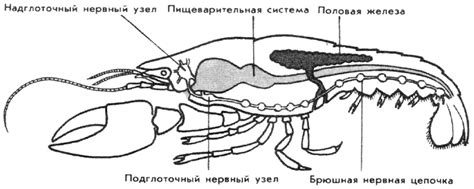 Тема: тип Членистоногие класс Ракообразные