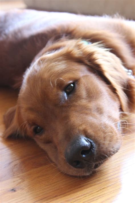 When my dog Lucky died, I disappeared too