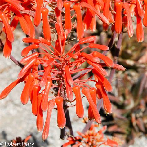 Coral aloe - Waterwise Garden Planner