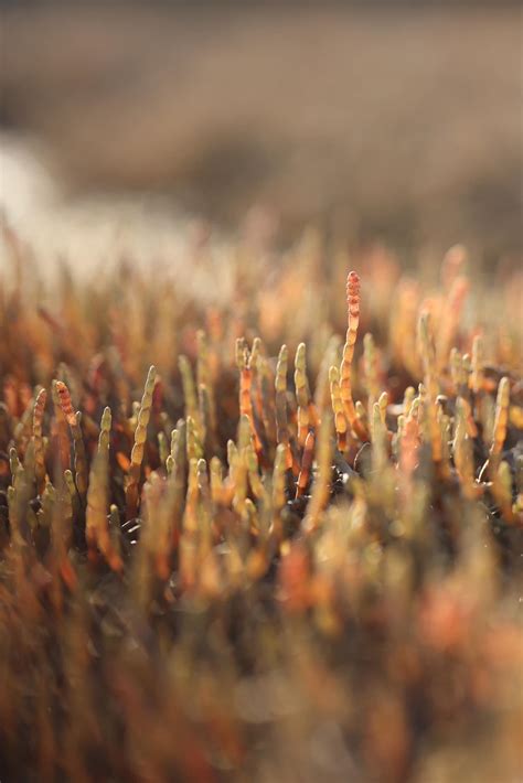 mark twain boyhood home & museum 4