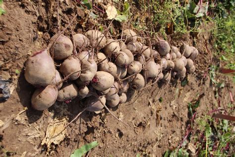field trials   root crops created equal hudson valley farm hub