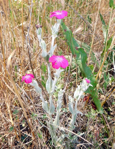 Lychnis coronaria - Изображение особи - Плантариум