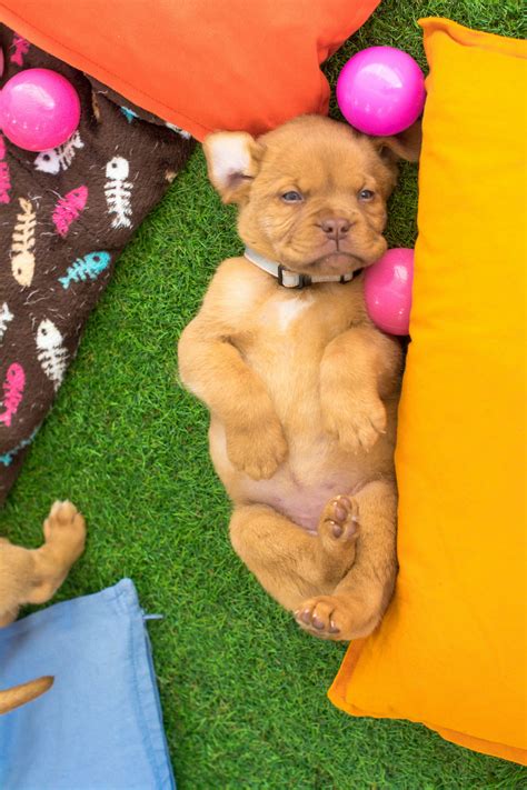 The best way to rehome a puppy or dog in need