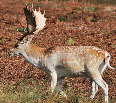 Synapsida: All the World's Deer: Deer With Spots