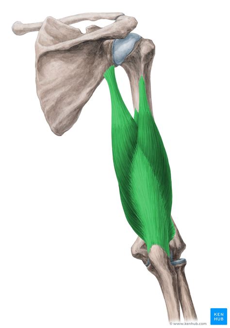 Triceps brachii muscle: Attachments, supply and functions | Kenhub