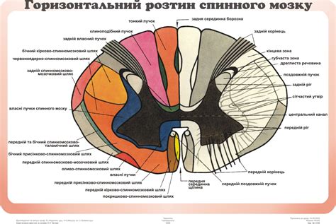 Горизонтальний розтин спинного мозку