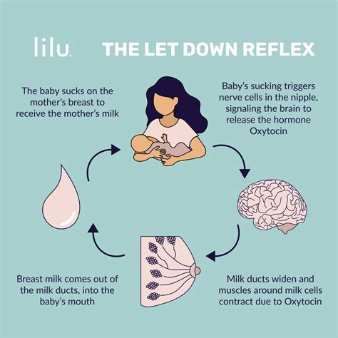 Breastfeeding 101: What is the Let-Down Reflex | Breastfeeding