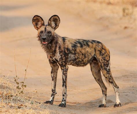 30 Types of Wild Dogs with Species & Images (In-depth Guide) - Qillx