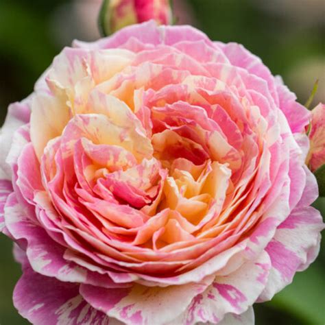 Candice | Roses' Name