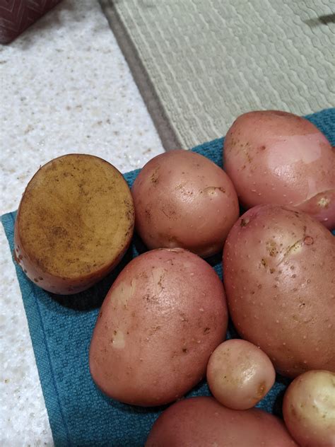 My potato harvest! : r/gardening