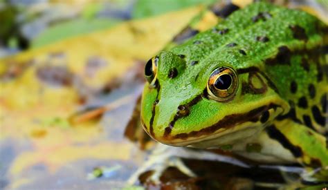 World Frog Day reminds us of amphibians' crucial environmental role ...