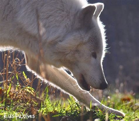 Kids4Wolves: Springtime for Wolves and Livestock