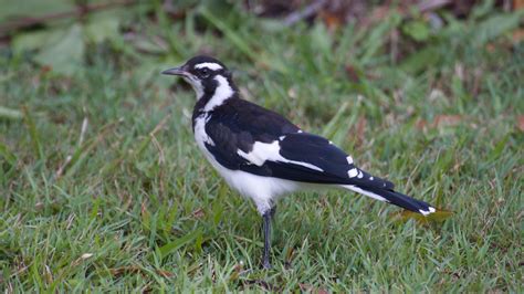 Australian Bird Photos - 50D I_0116