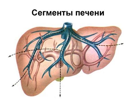 Печень Анатомия печени - fectosume