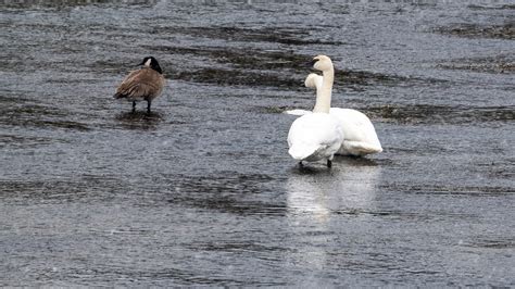 Philippe Jeanty - Yellowstone, Birds