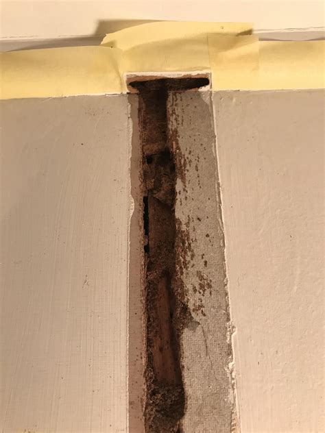 Confirming this is termite damage. : r/AusRenovation
