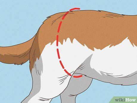 Como Saber Se A Cadela Está Prenha - Como Saber se Sua Cachorra Está Prenha (com Imagens)