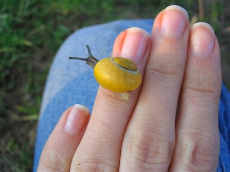 snail  pictures freeimages