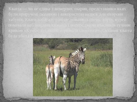 Презентація "Чорна книга України"