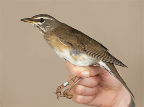 НАСТОЯЩИЕ ДРОЗДЫ (Turdus): spinyful — LiveJournal