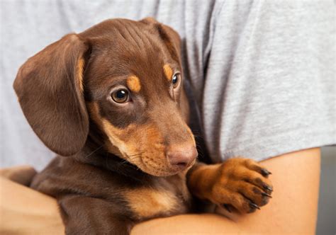 Housebreaking A Dachshund Puppy at Bobby Flores blog
