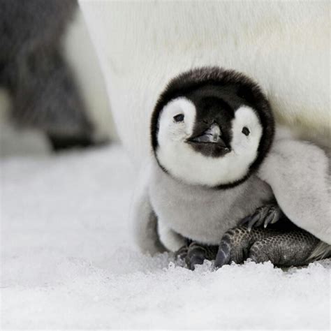 Pinguino | Cute animals, Cute creatures, Cute baby animals