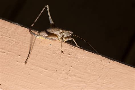how to get rid of a cricket you can't find