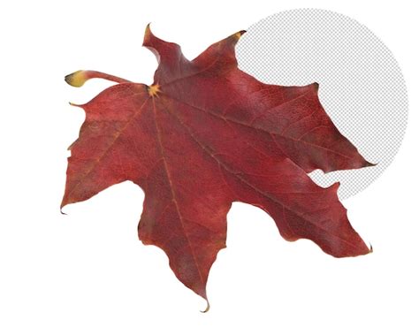 Premium PSD | Single leaf in fall