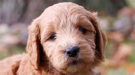 Dogs Available for ReHome Adoption — Crockett Doodles