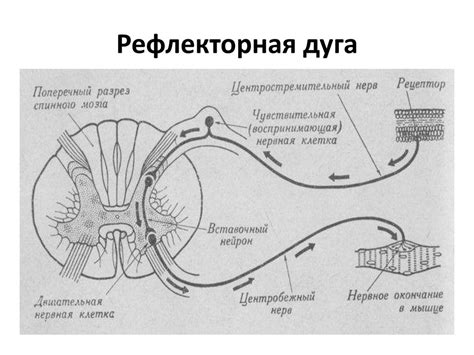 Нервная система: строение и значение - презентация онлайн