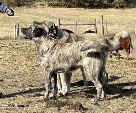 Shepherds Rest Aribeyi in pictures - Anatolian Shepherd Dog