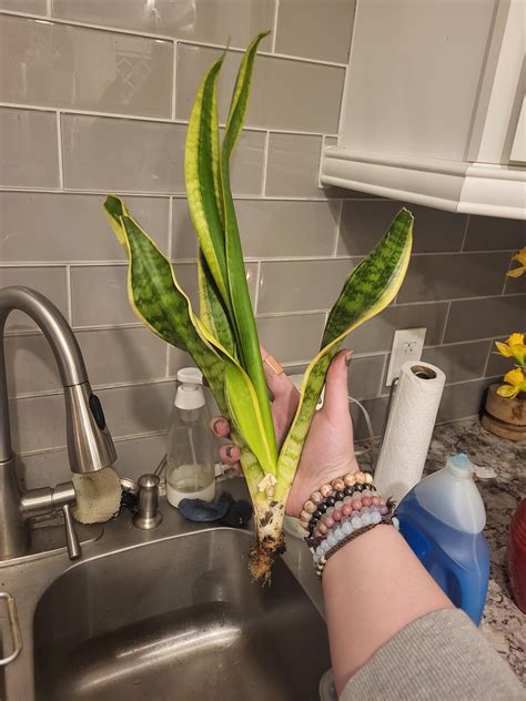 Please help, is there anything i can do? : r/houseplants