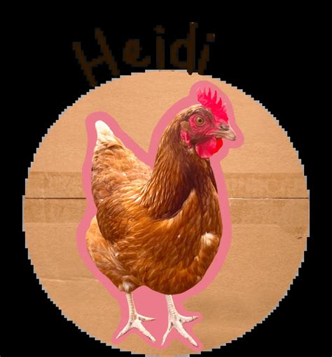 sponsor  ceres chook meet    famous chooks