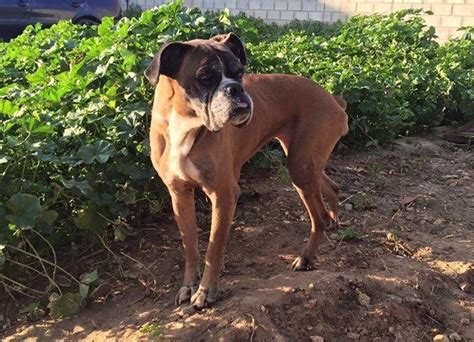 Kiara needs a home