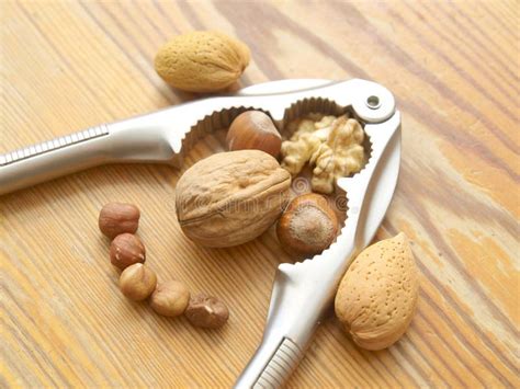 nut face stock photo image  healthy hazelnuts hazelnut