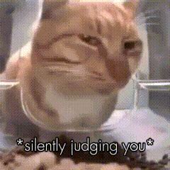 Mr Fresh Cat GIF - Mr fresh Cat Stare - Discover & Share GIFs