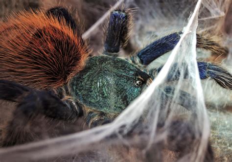 The Tarantula Collective (u/TarantulaCollective) - Reddit