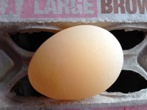 Soft or Shelless Eggs in Backyard Chickens - Tilly's Nest