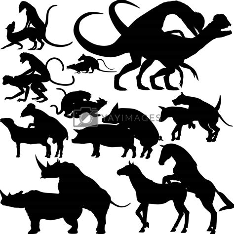 The mating of horse process involves some surprisingly complex science 6