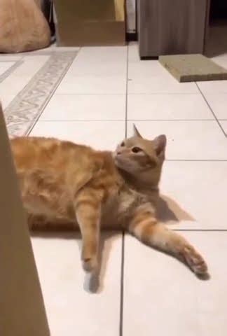 Похищение кота #cats #коты #funny #кошки #cats - YouTube