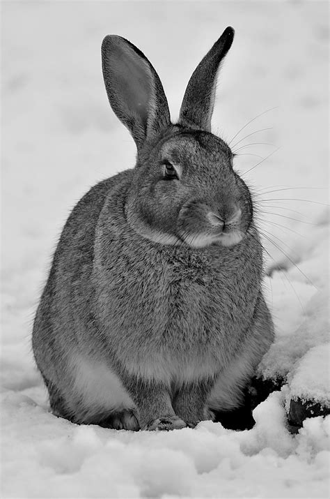 Snow Bunny Photos, Download The BEST Free Snow Bunny Stock Photos & HD