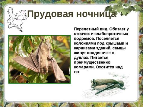 Презентация "Редкие животные нашего края" - скачать бесплатно