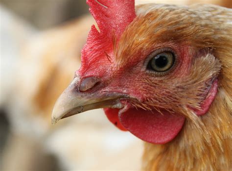 chicken close  red  photo  pixabay