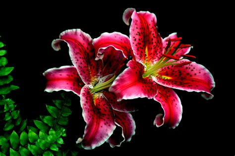Stunning Pink Lily Bloom in 4K Ultra HD – Nature’s Vibrant Floral Beauty