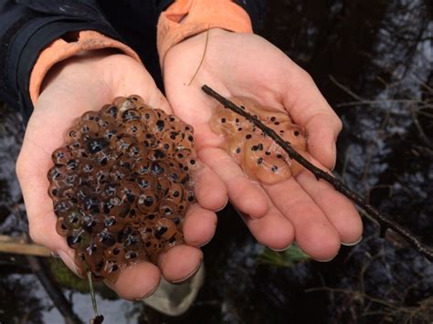Frog Eggs - Trudell Consulting Engineers