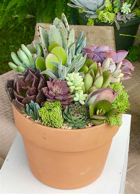 Succulent Arrangements Outdoor | Types Of Succulent Plant
